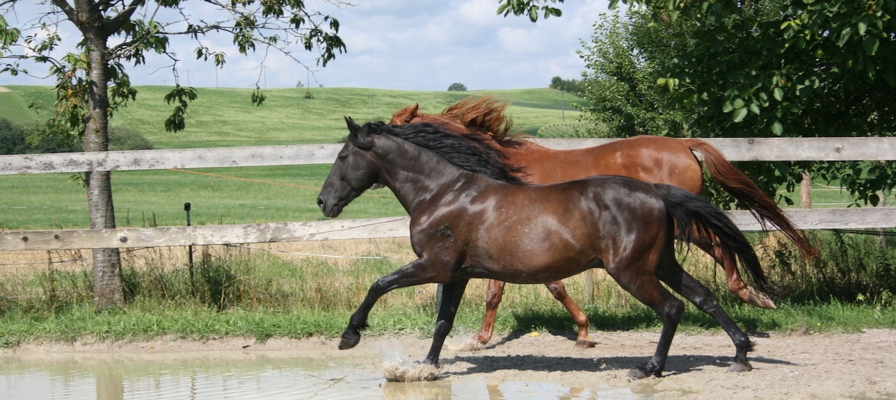 Leber-Entgiftung und Leber-Unterstützung beim Pferd