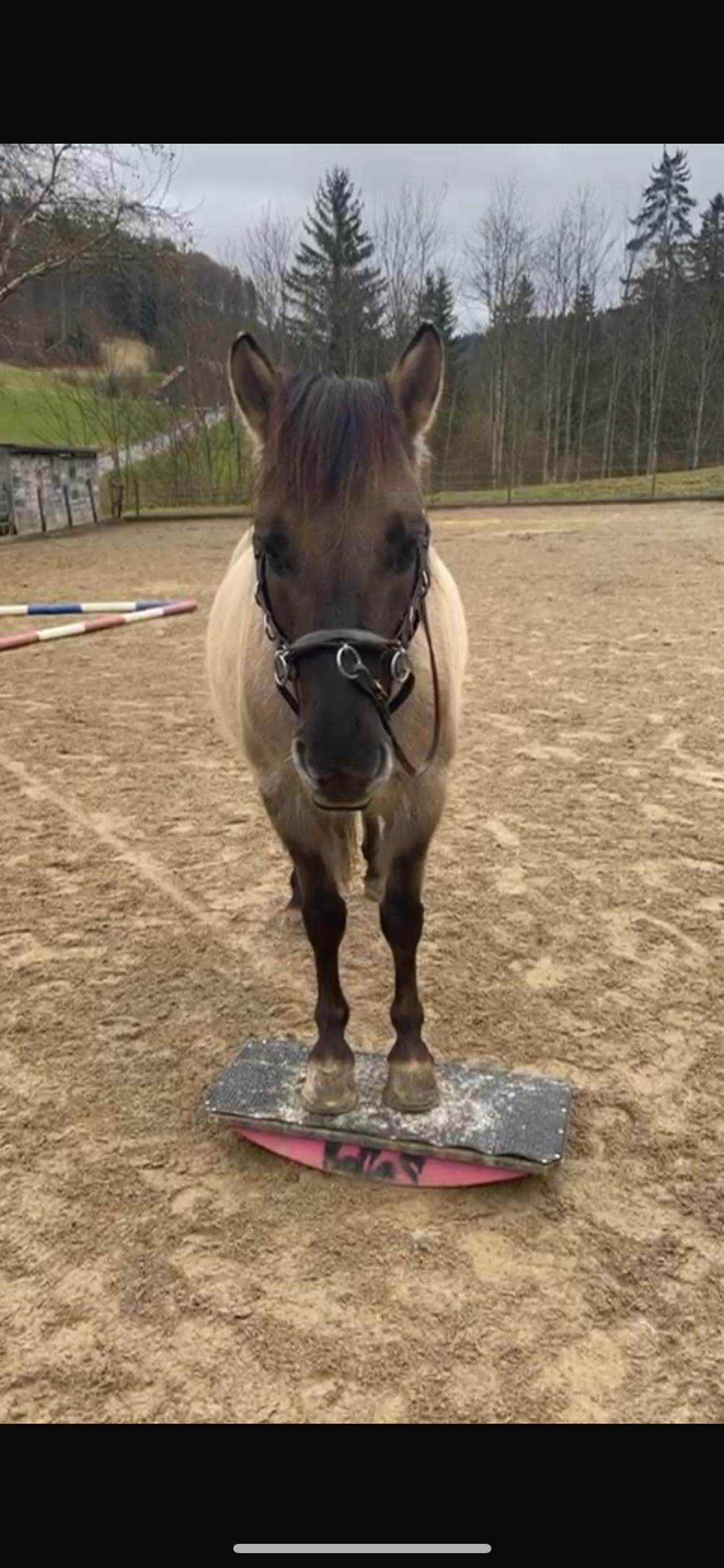 Was andere Pferdebesitzerinnen erlebt haben 7 Ponystute Scotti