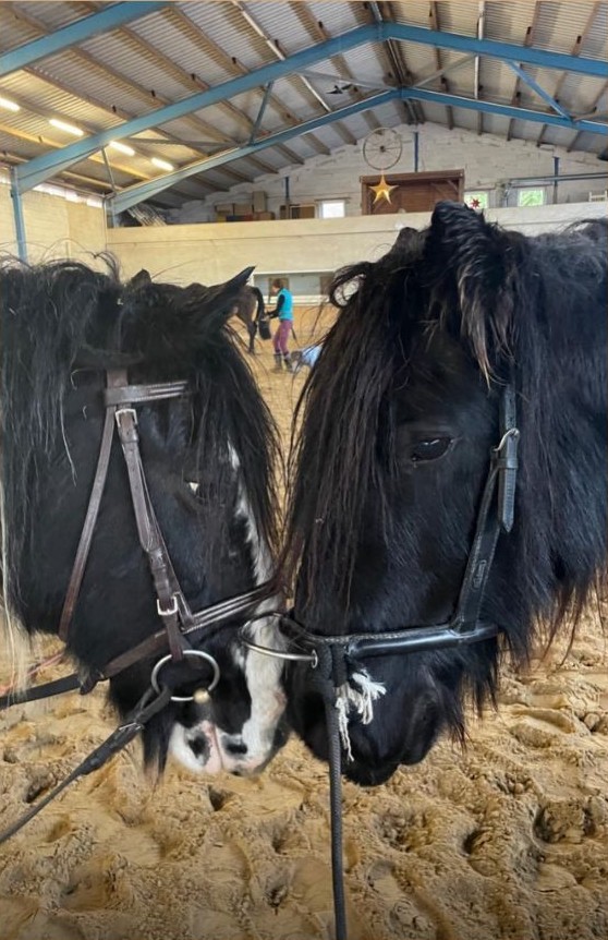 Was andere Pferdebesitzerinnen erlebt haben 9 Sam auf der Koppel